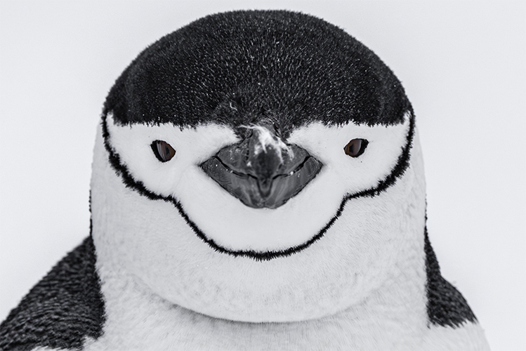 SEA_VEN_Antarctica_Dec_01_22_DF_petermann-island-13-Enhanced-NR