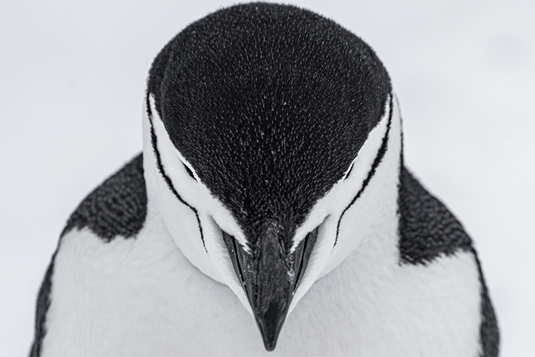 SEA_VEN_Antarctica_Dec_01_22_DF_petermann-island-21